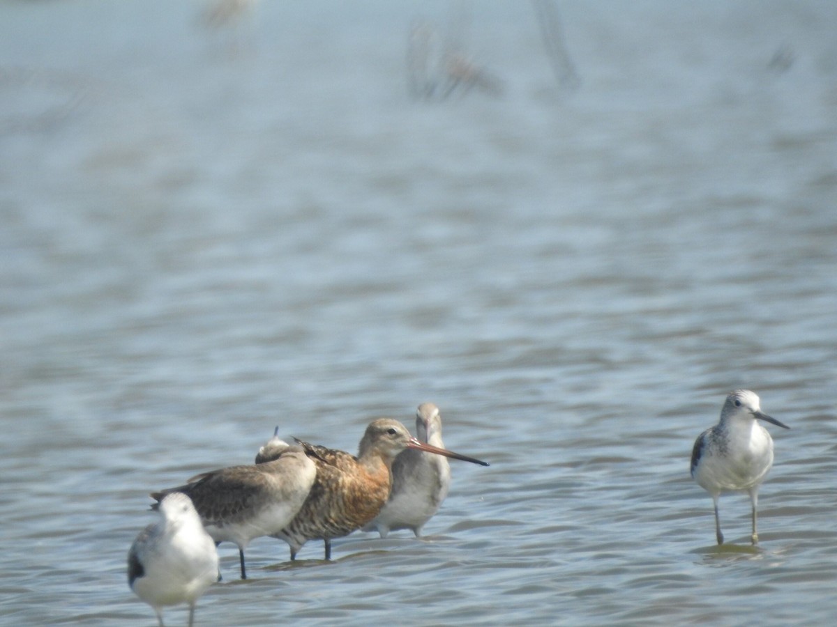 Black-tailed Godwit - Muhammad Nafis Ufsi