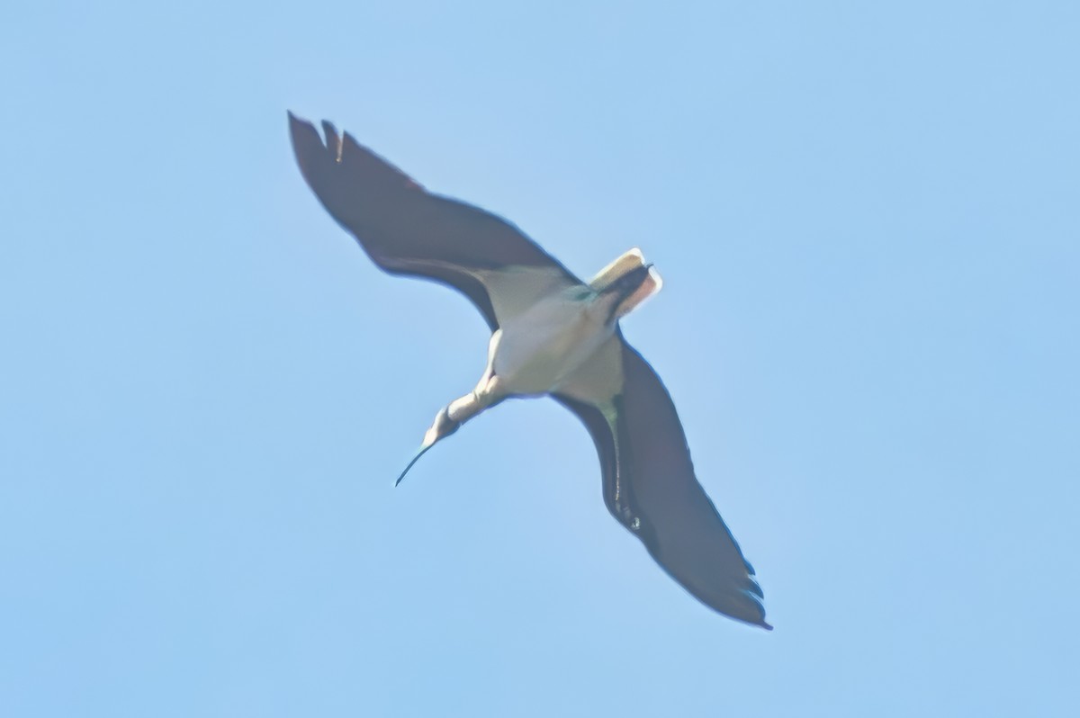 ibis slámokrký - ML622089982