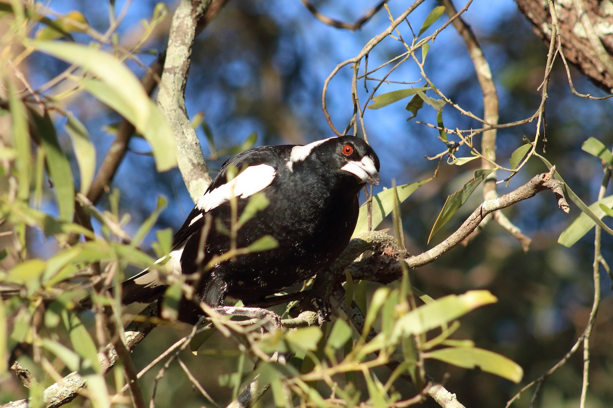 Australian Magpie - ML622089984