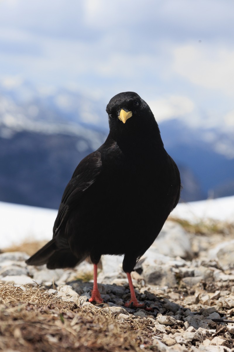 Yellow-billed Chough - Julian Kocher