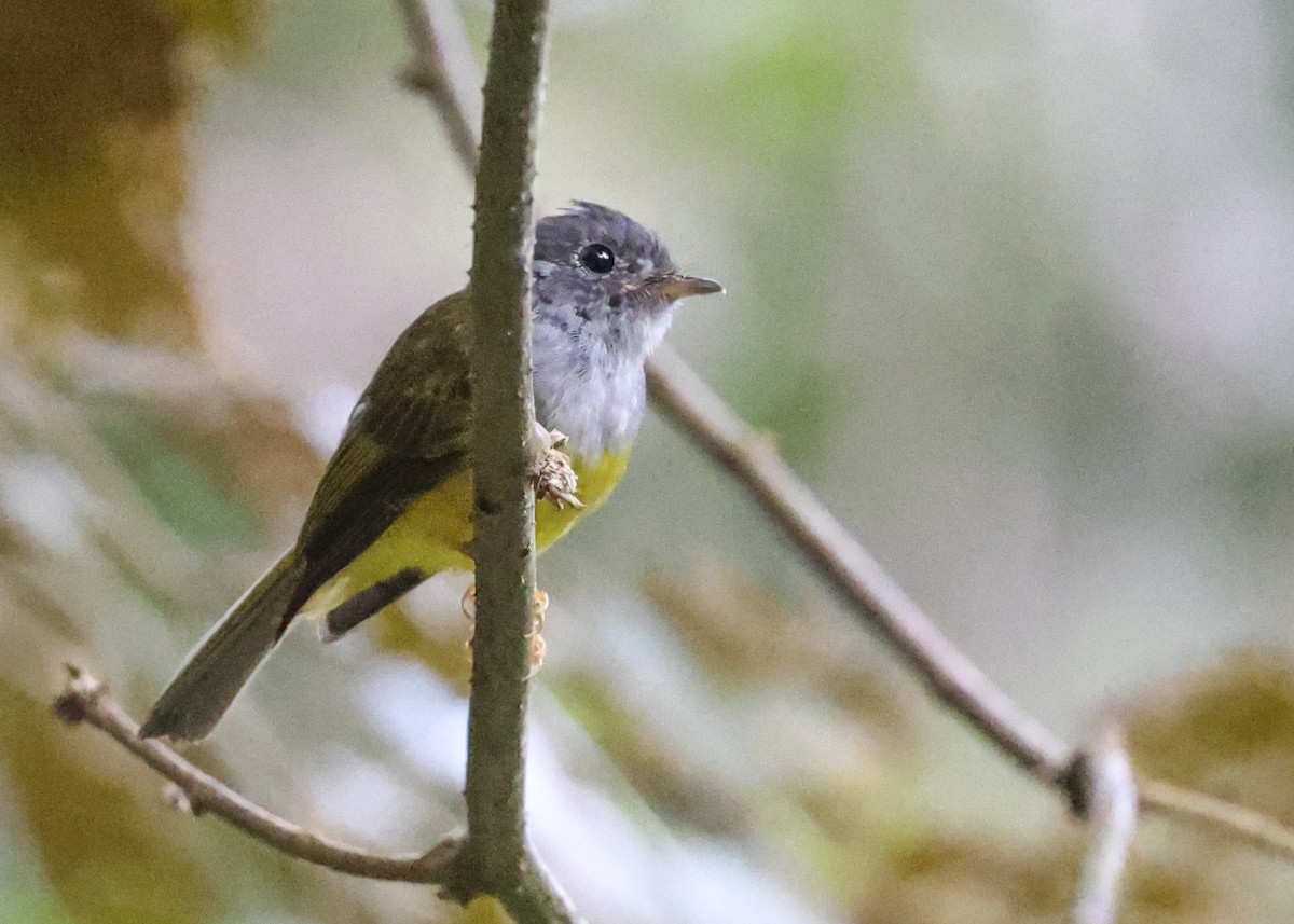 Gray-headed Canary-Flycatcher - Jason Vassallo