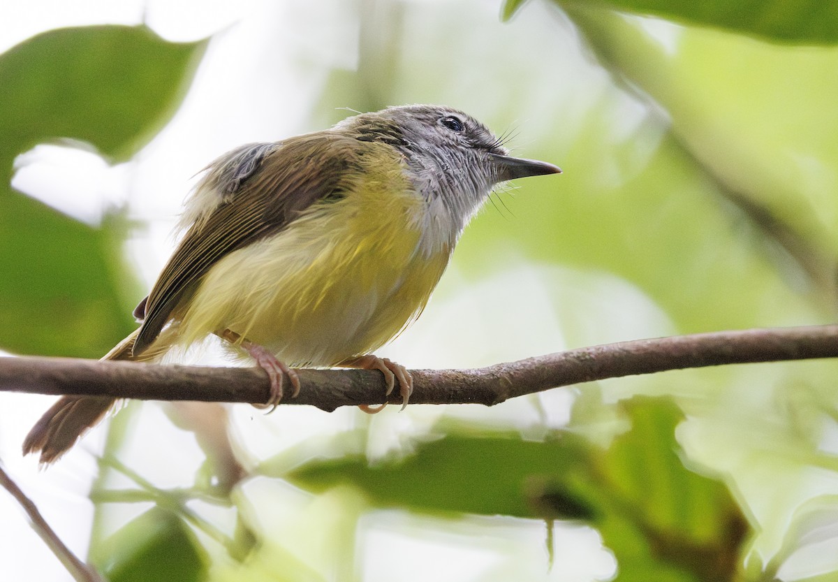 Yellow-bellied Warbler - ML622089993