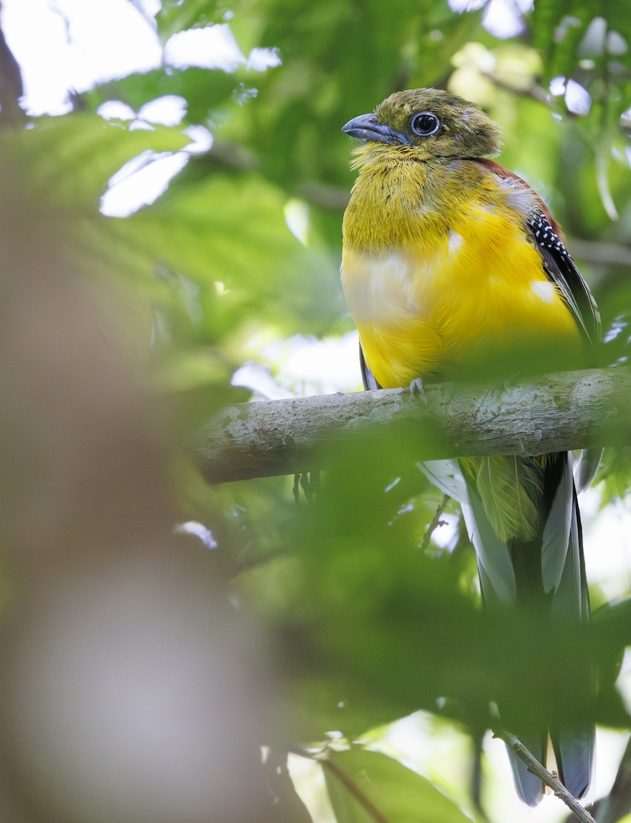 trogon oranžovoprsý - ML622090001