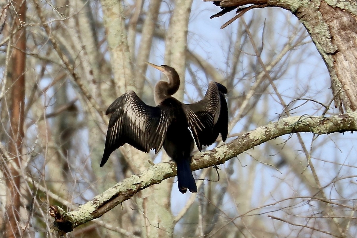 Anhinga - ML622090005