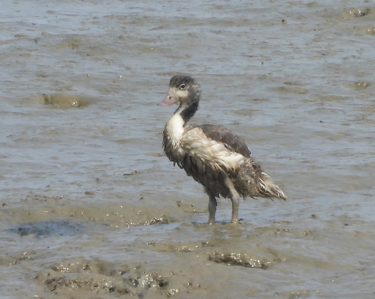 Common Shelduck - ML622090006