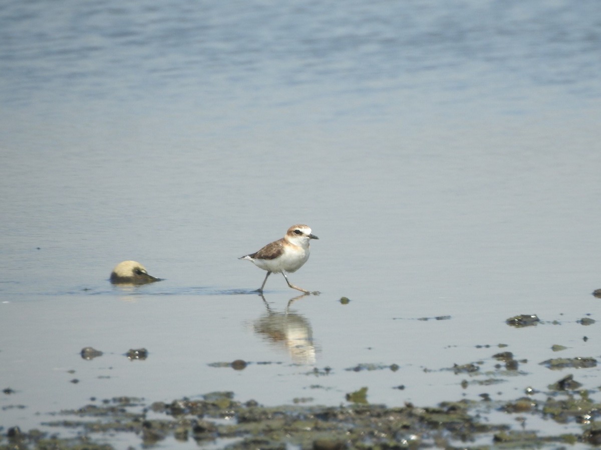 Javan Plover - ML622090007