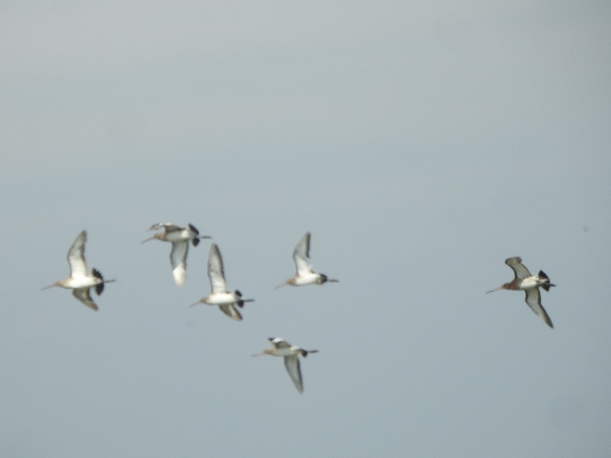 Black-tailed Godwit - ML622090009