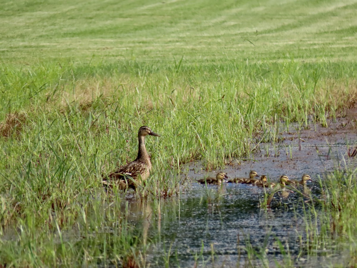 Mallard - ML622090010