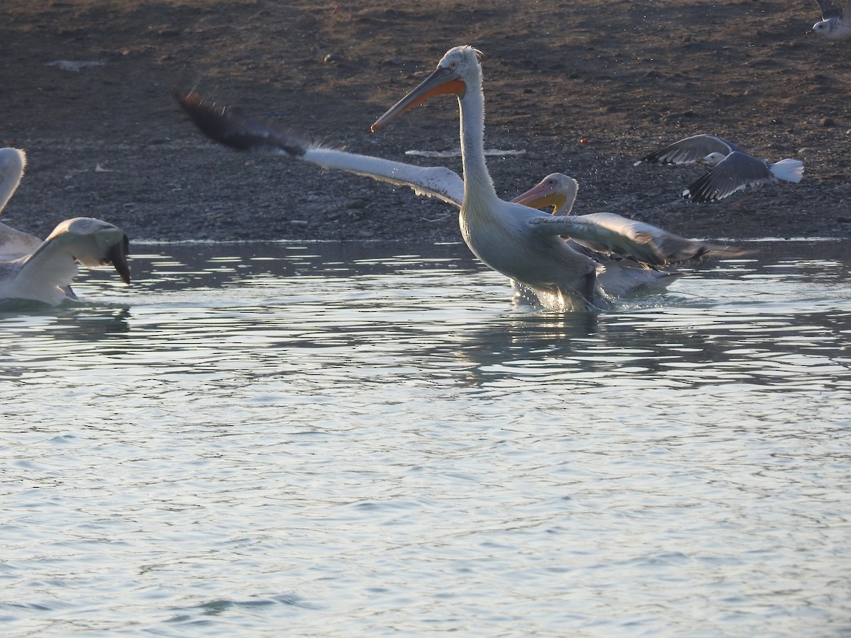 Great White Pelican - ML622090011