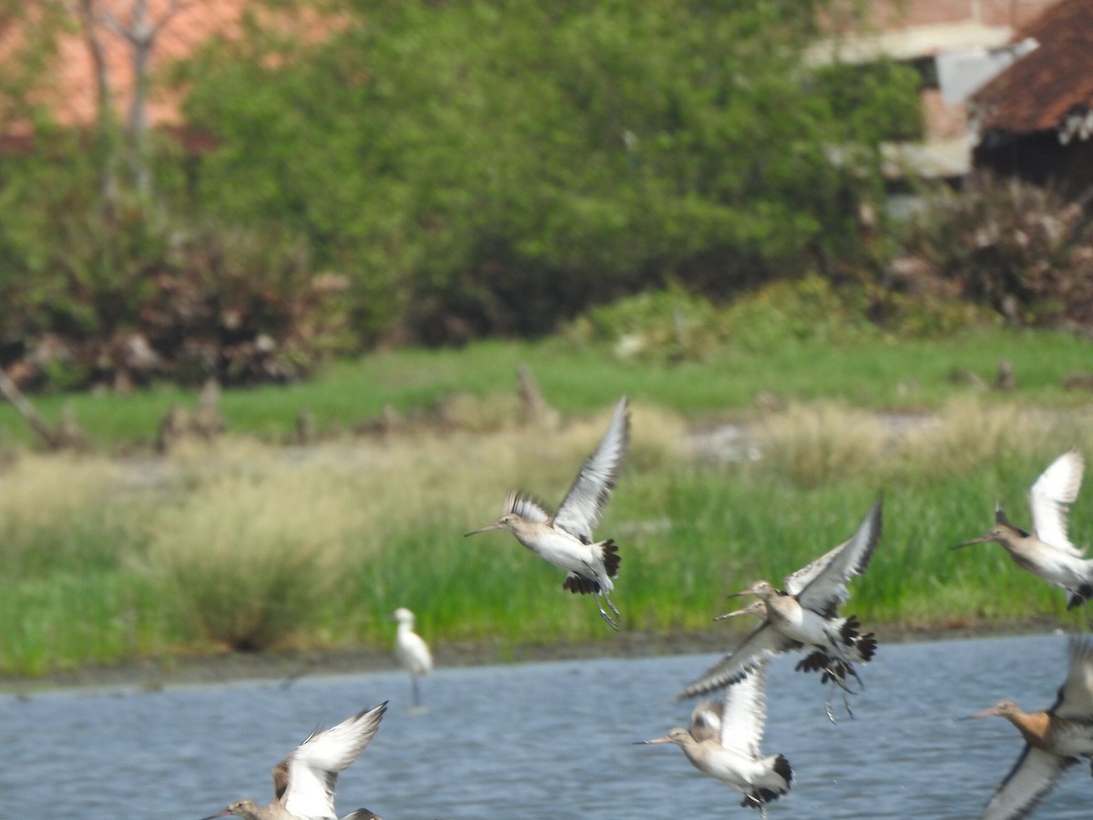 Black-tailed Godwit - ML622090012