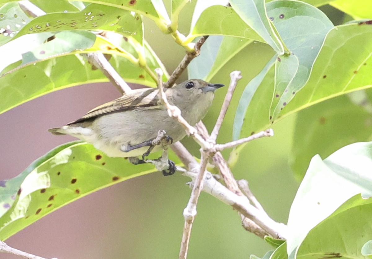 flowerpecker sp. - ML622090013