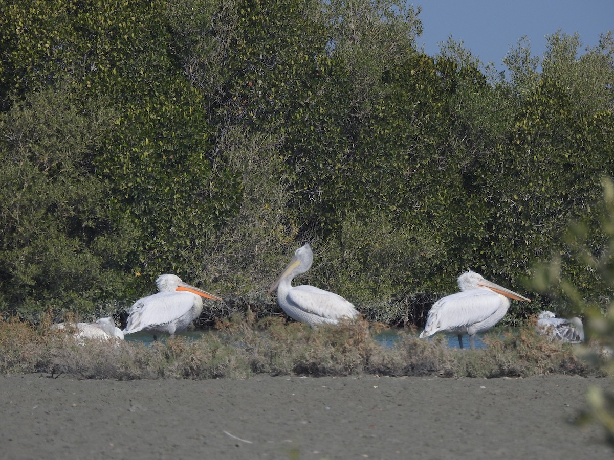 Great White Pelican - ML622090014