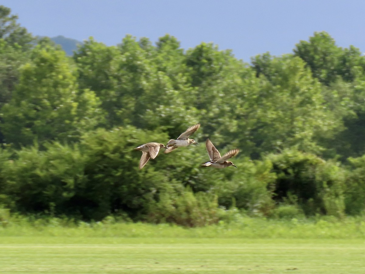 Pectoral Sandpiper - ML622090015