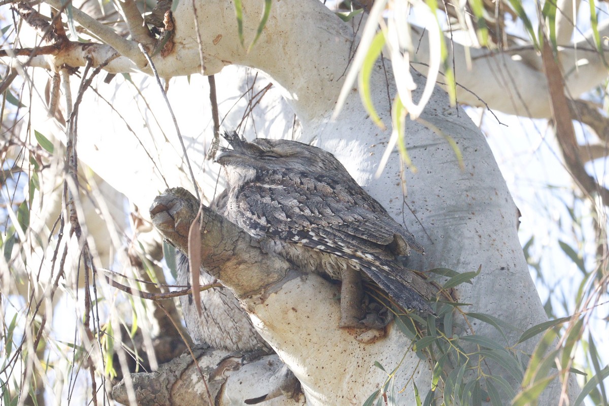 Tawny Frogmouth - ML622090016