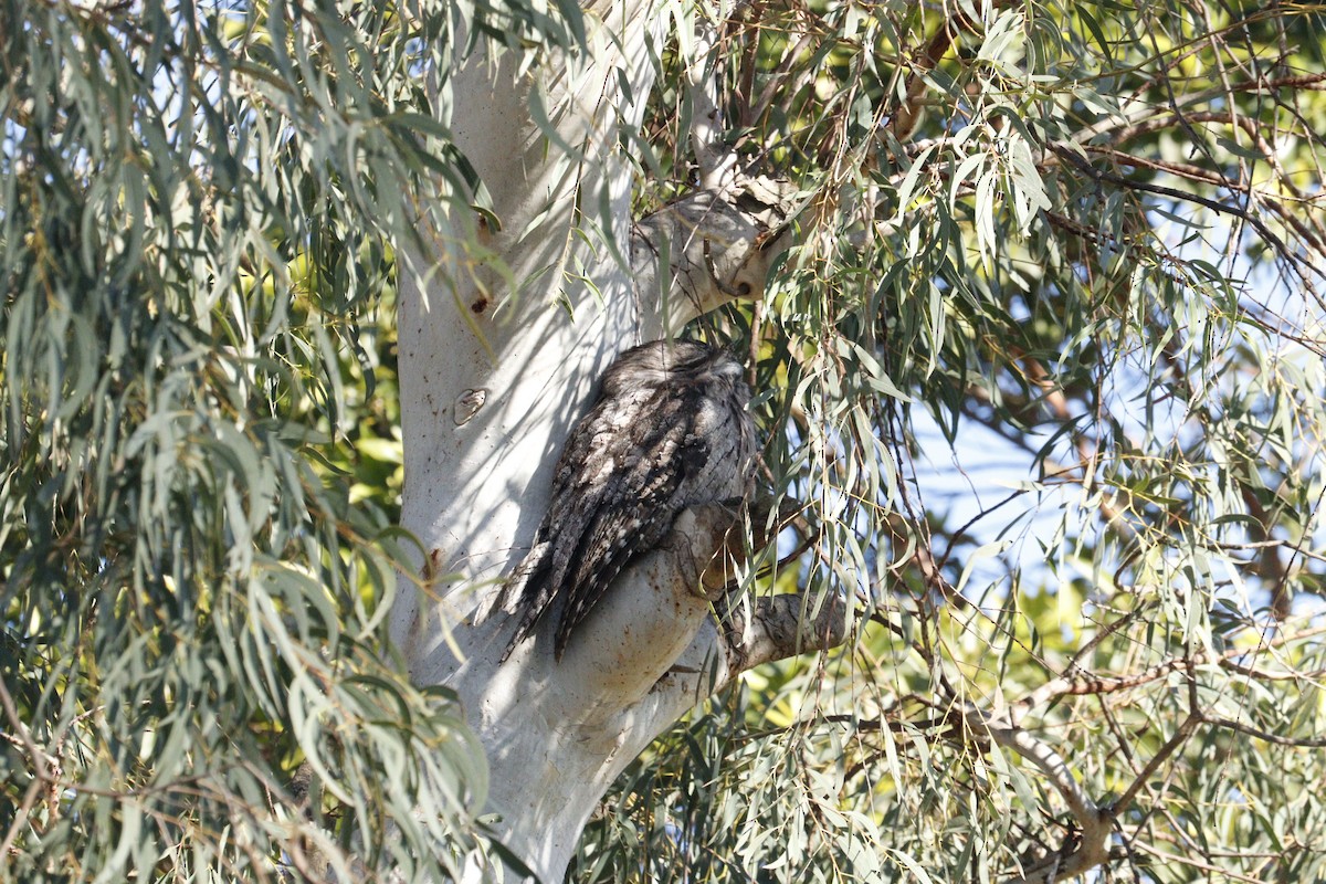 Tawny Frogmouth - ML622090017