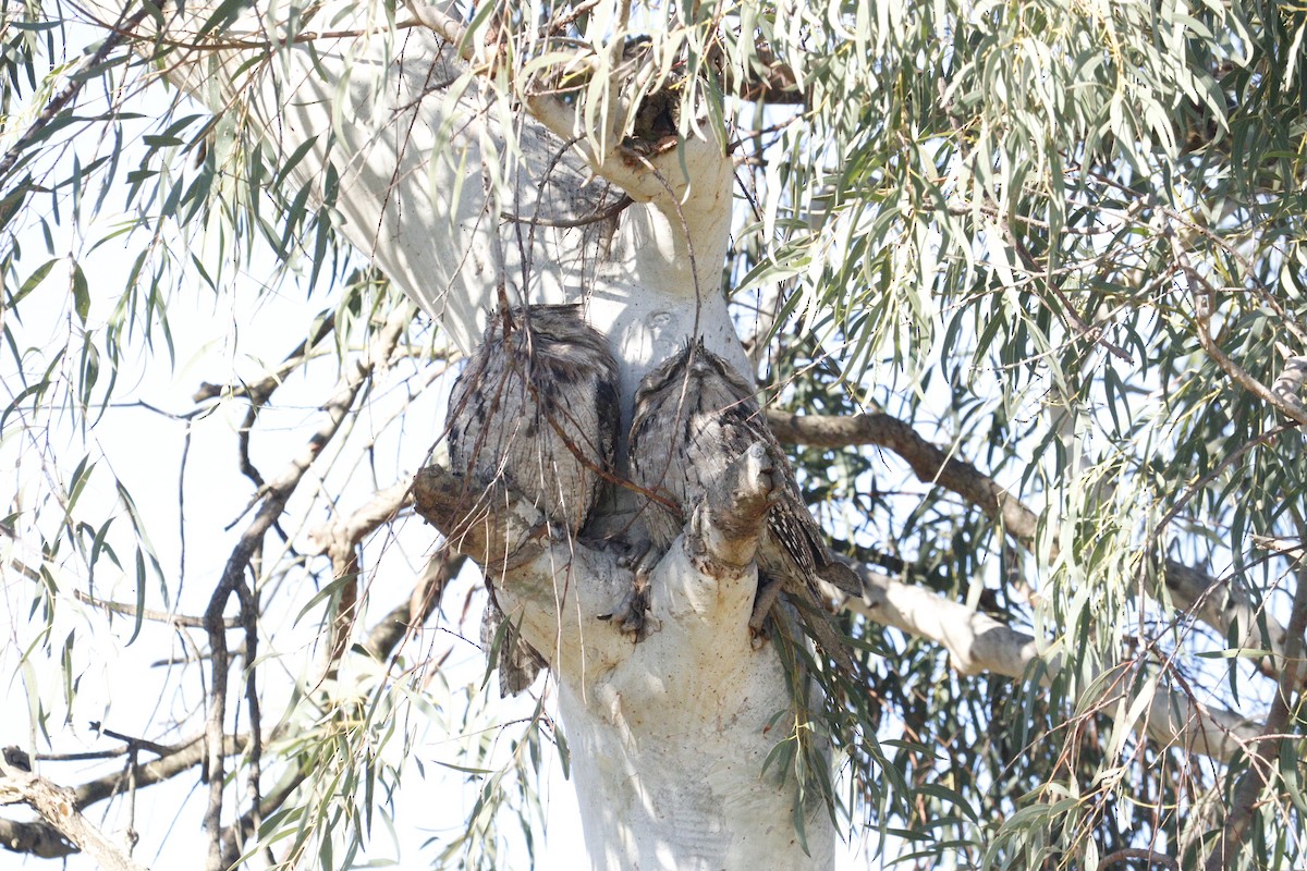 Tawny Frogmouth - ML622090018