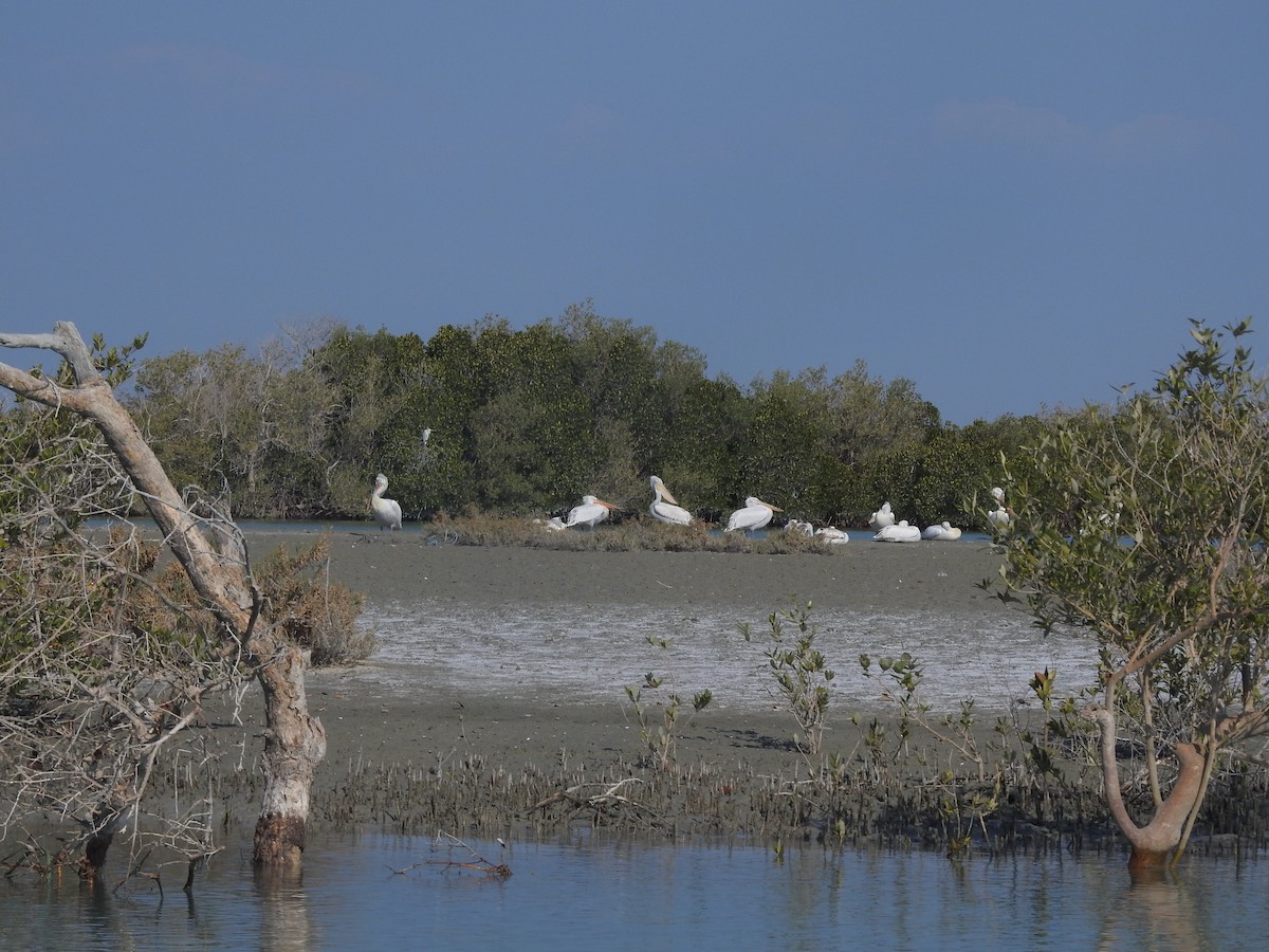 Dalmatian Pelican - ML622090019