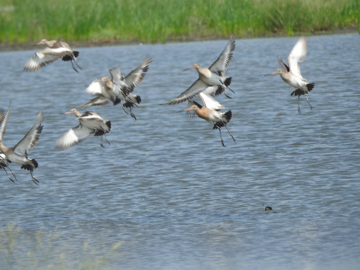 Black-tailed Godwit - ML622090020