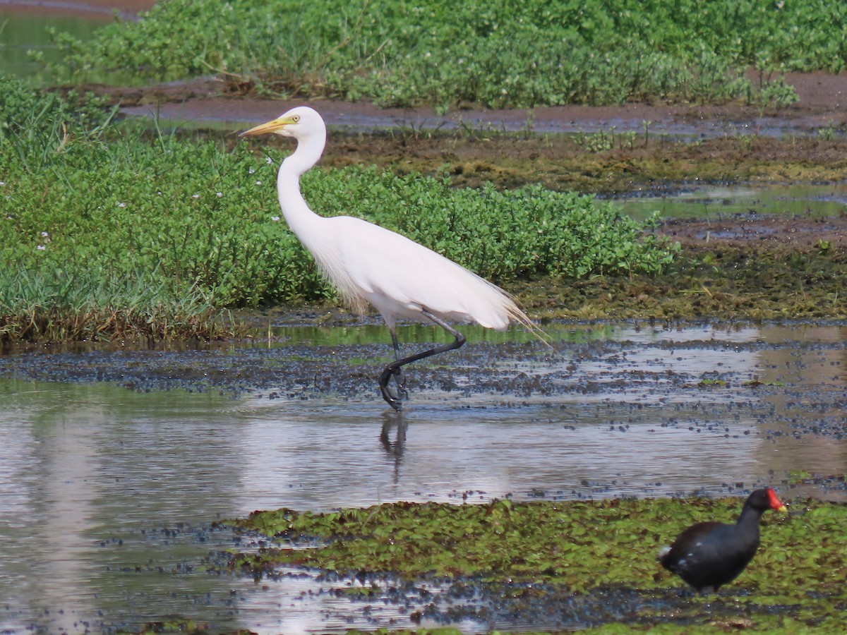 Medium Egret - Stamatis Zogaris