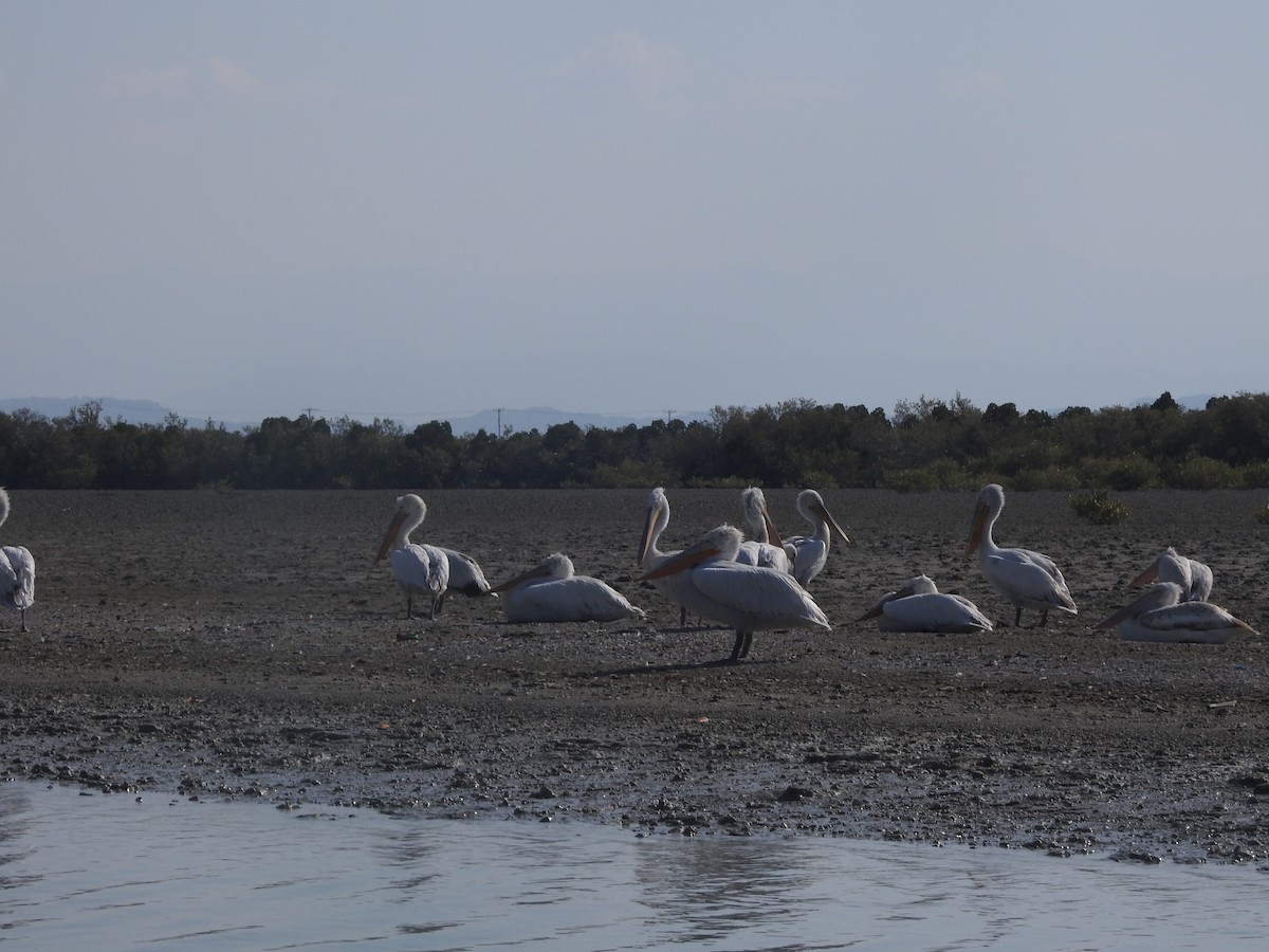 Dalmatian Pelican - ML622090022