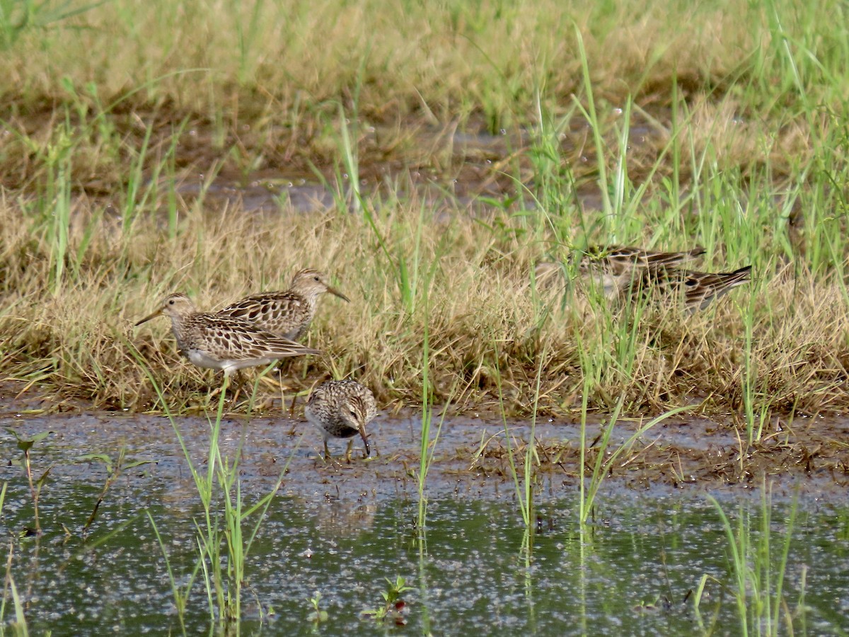 Pectoral Sandpiper - ML622090023