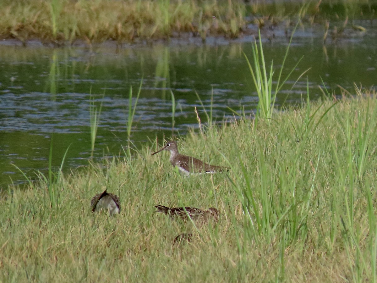 Pectoral Sandpiper - ML622090024