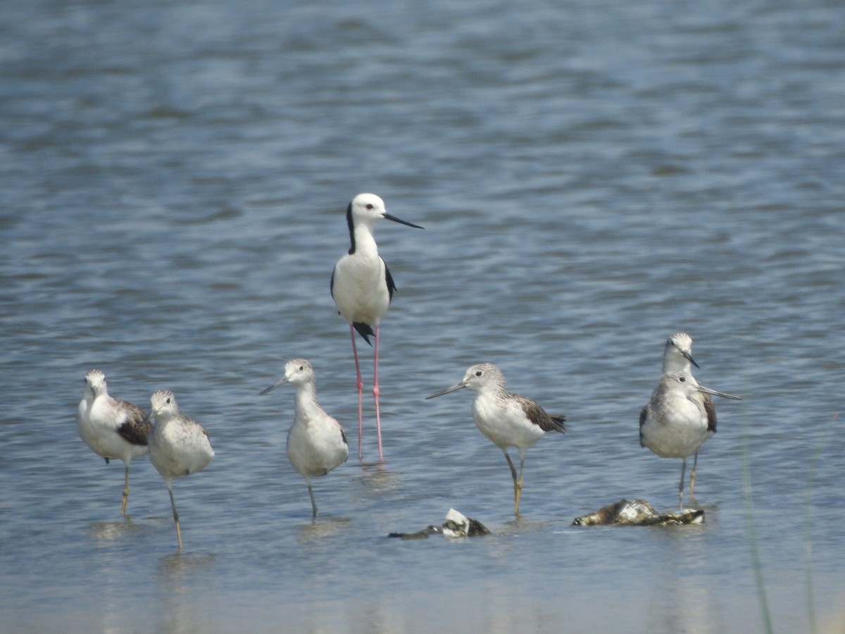 Common Greenshank - Muhammad Nafis Ufsi