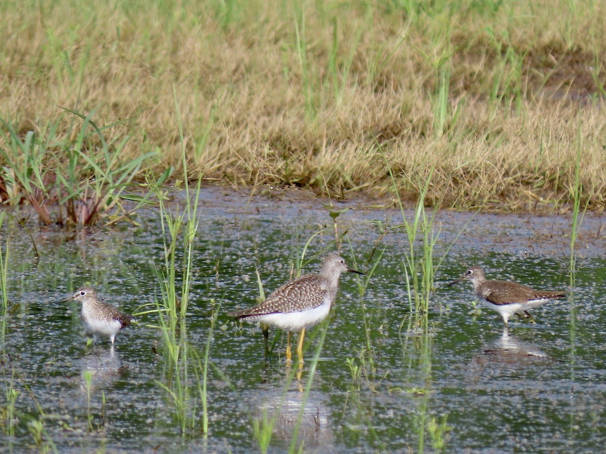 Lesser Yellowlegs - ML622090026