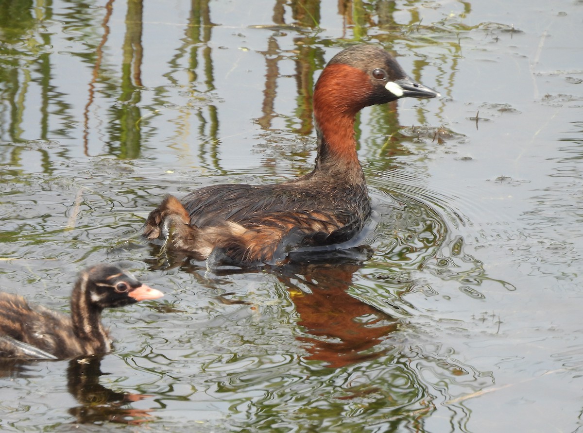 Little Grebe - ML622090028