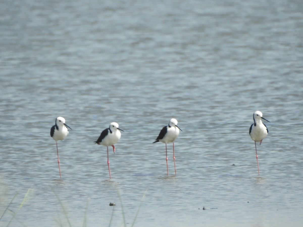 Pied Stilt - ML622090029