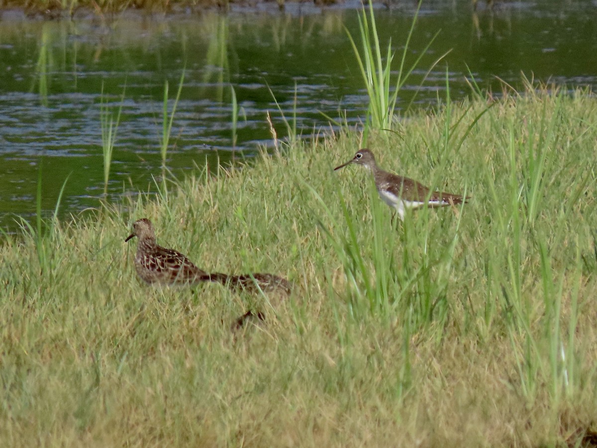 Solitary Sandpiper - ML622090032