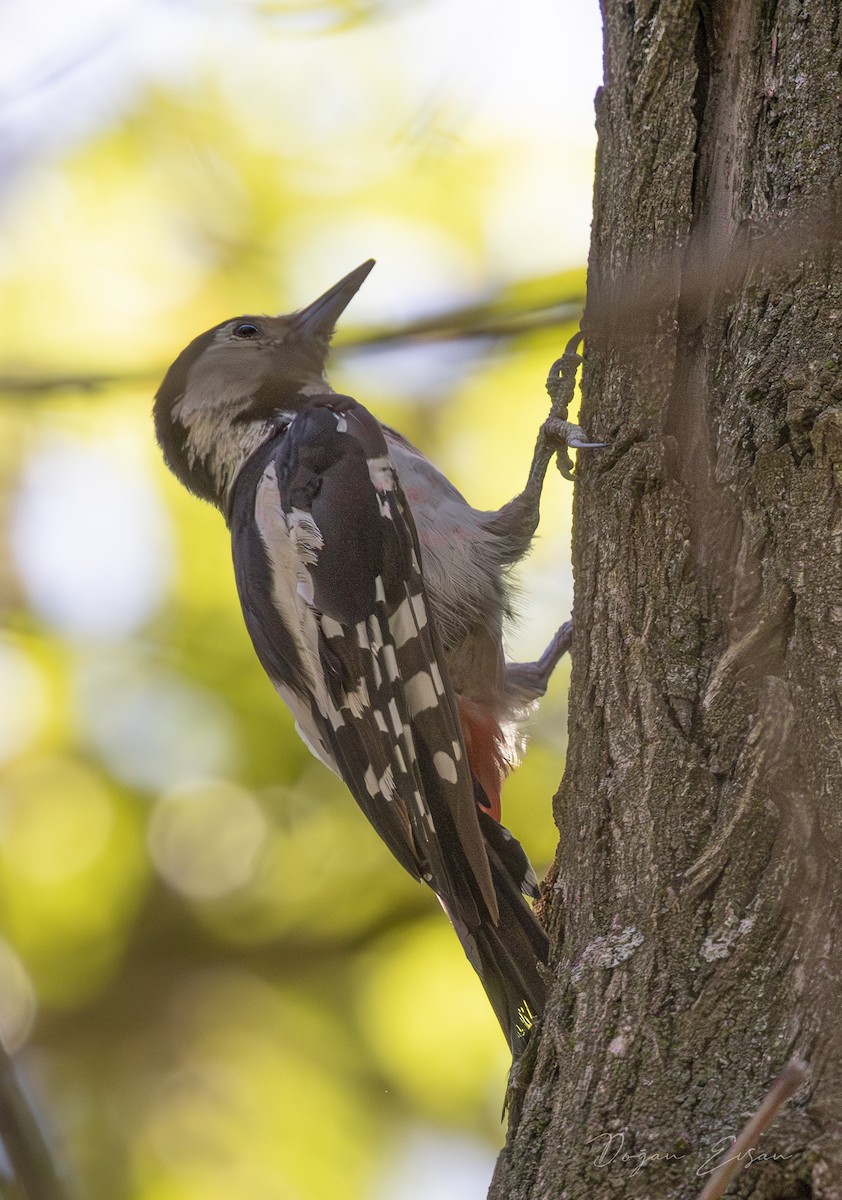 Syrian Woodpecker - ML622090033