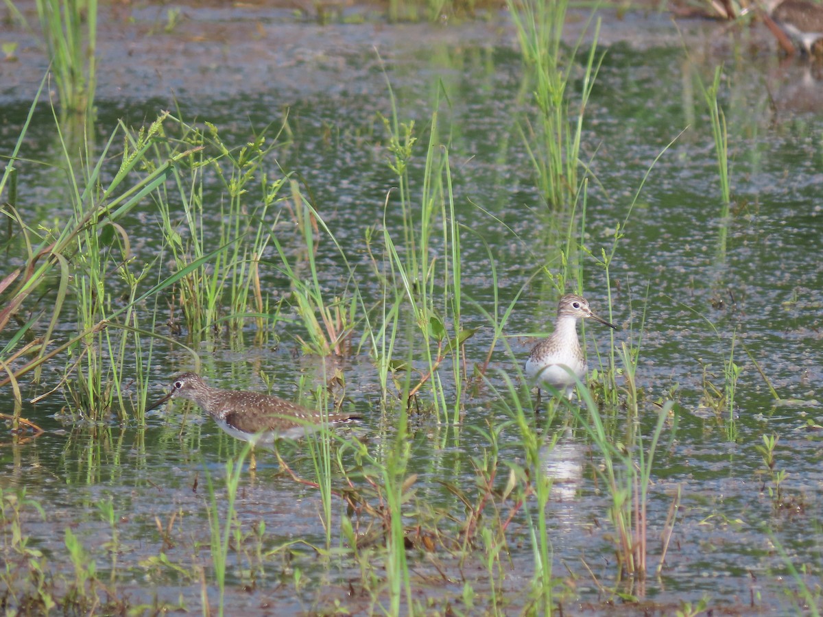 Solitary Sandpiper - ML622090034