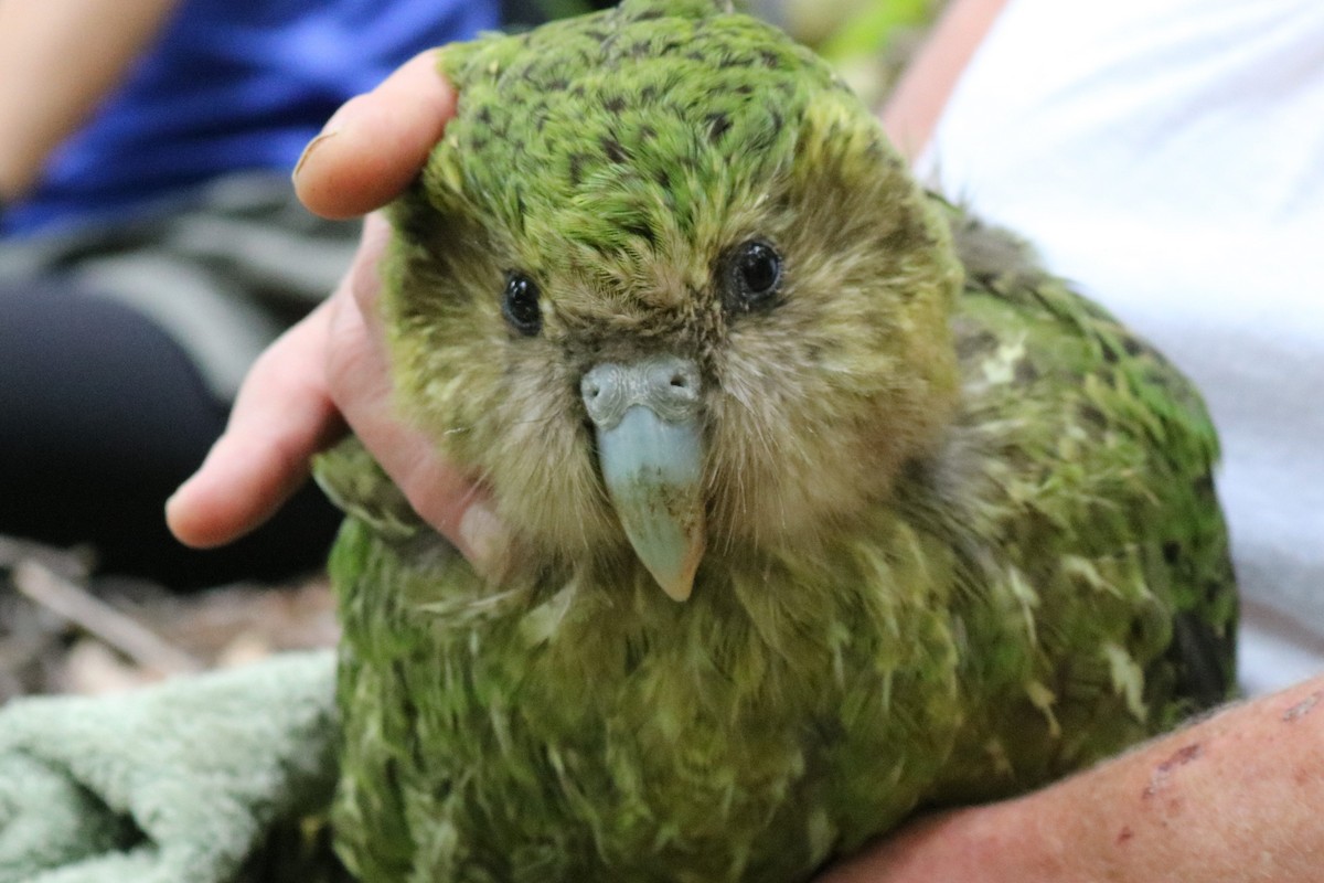 Kakapo - ML622090047