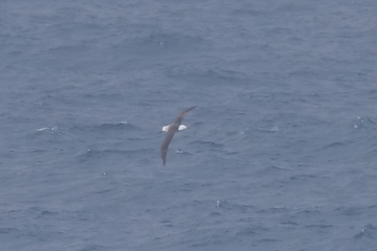 Black-browed Albatross - ML622090060