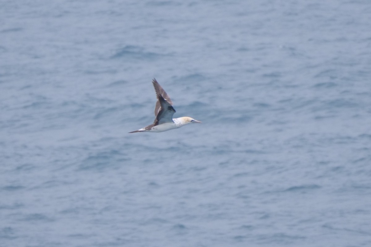 Australasian Gannet - ML622090066