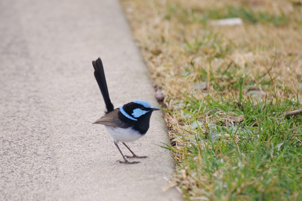 Superb Fairywren - ML622090067