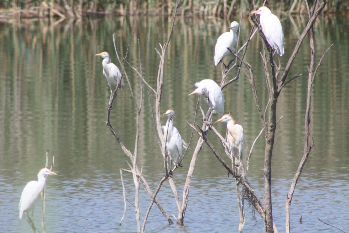 Western Cattle Egret - Gastón García Berenguel