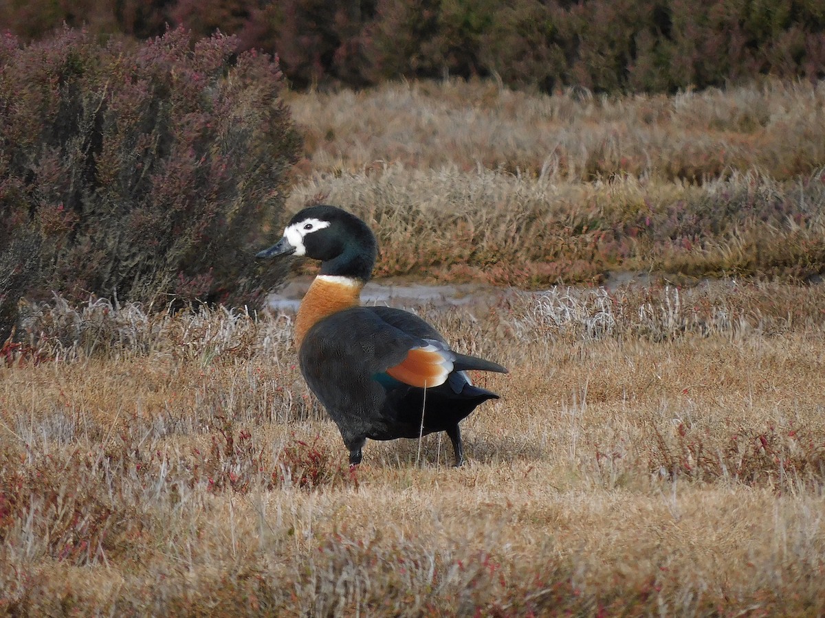 Australian Shelduck - George Vaughan