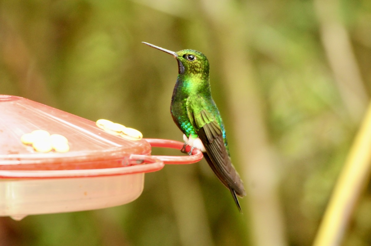 Glowing Puffleg - TONY STEWART