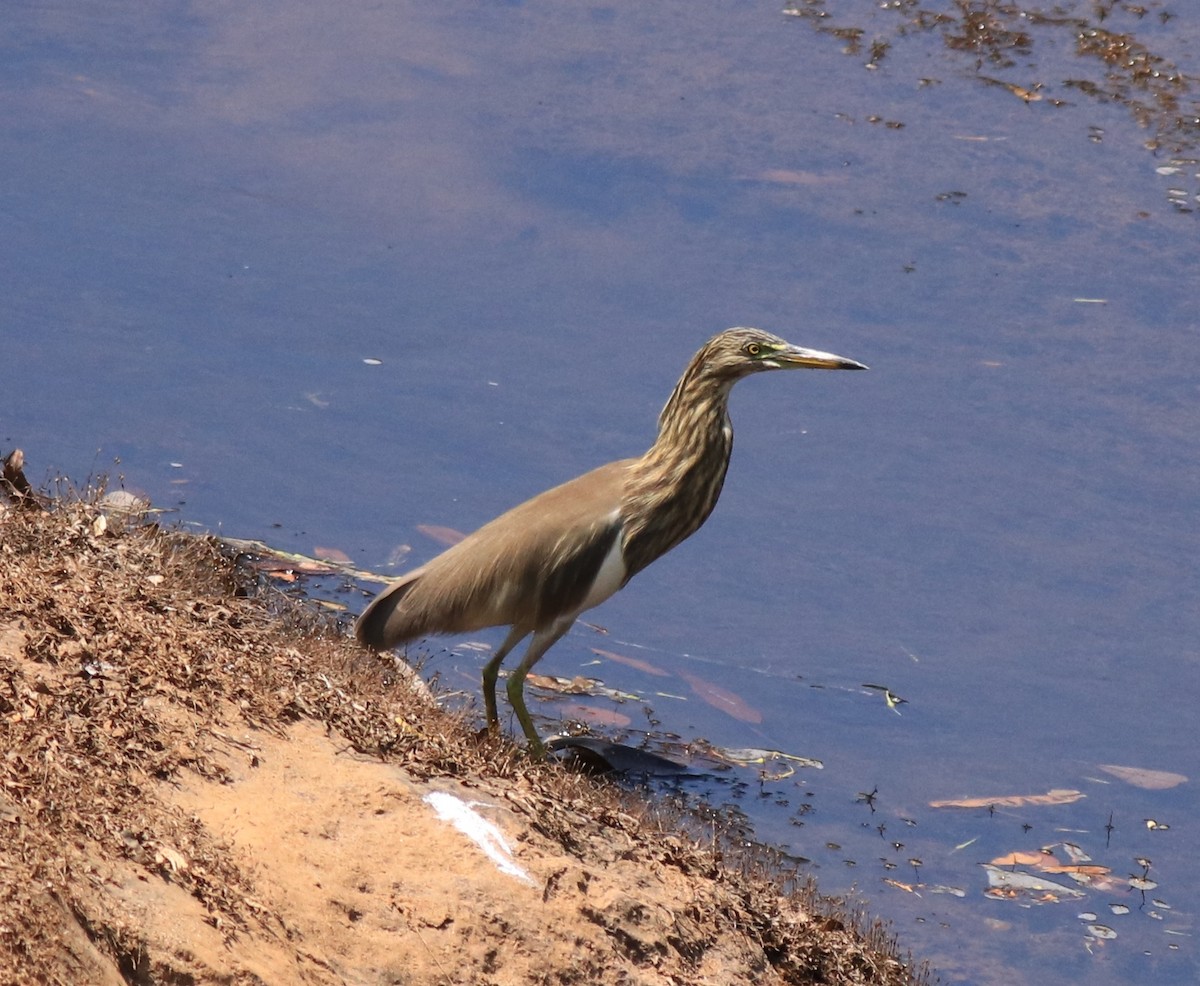 Indian Pond-Heron - Afsar Nayakkan