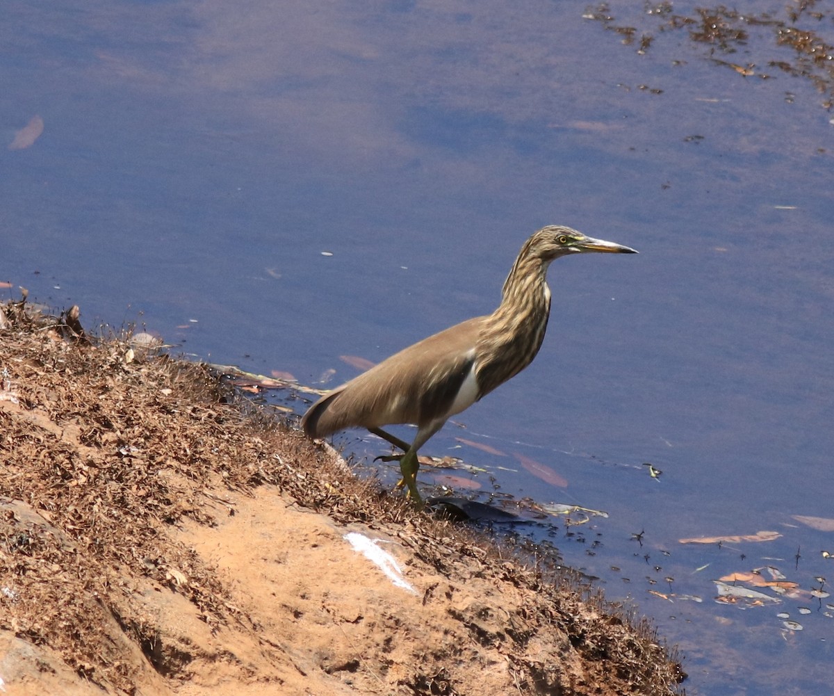 Indian Pond-Heron - Afsar Nayakkan