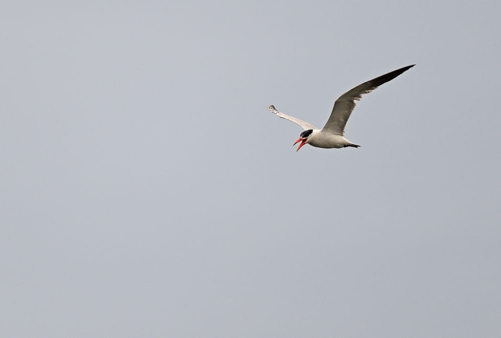 Caspian Tern - José F. Esparcia Urquía