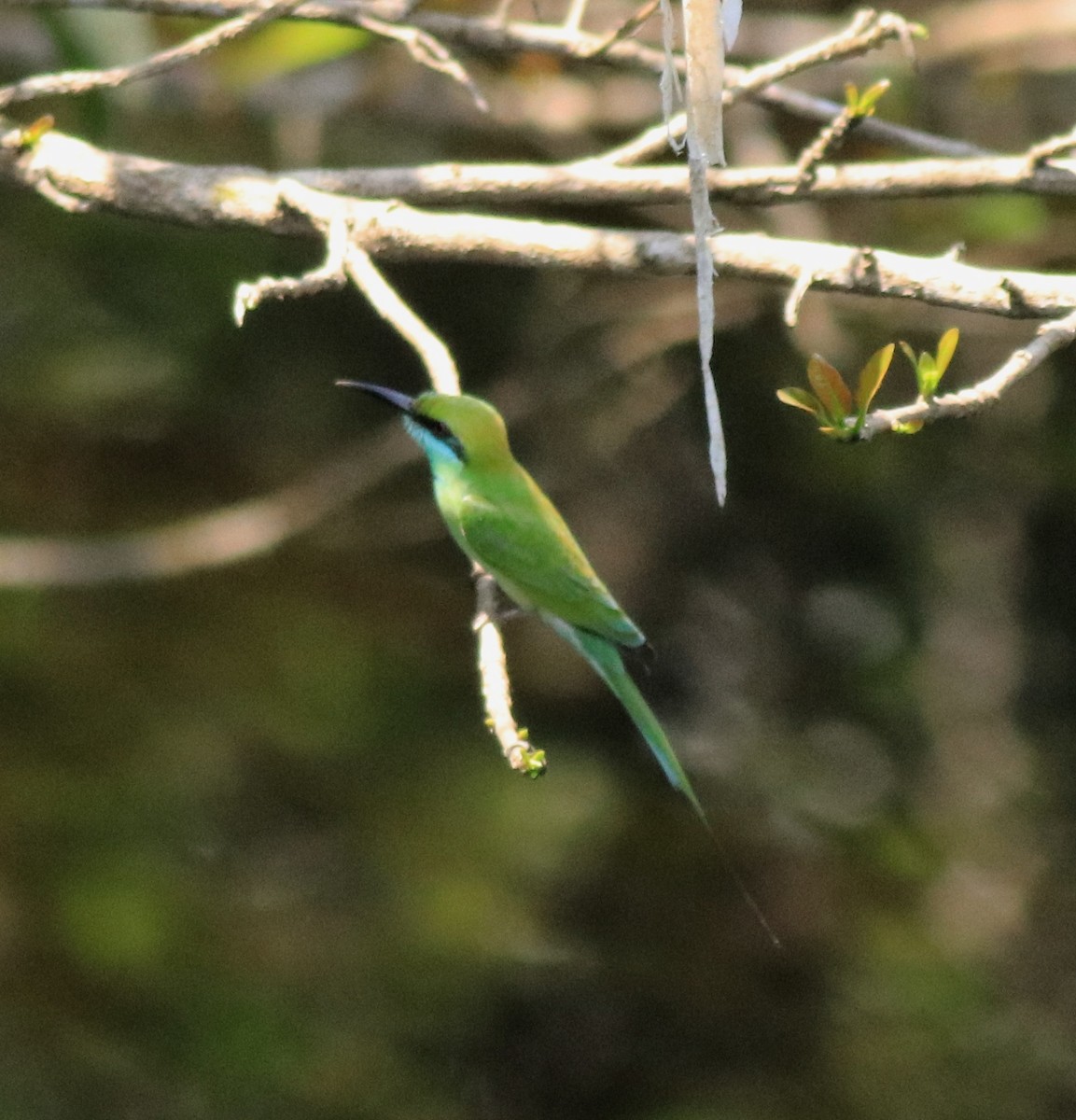 Asian Green Bee-eater - Afsar Nayakkan