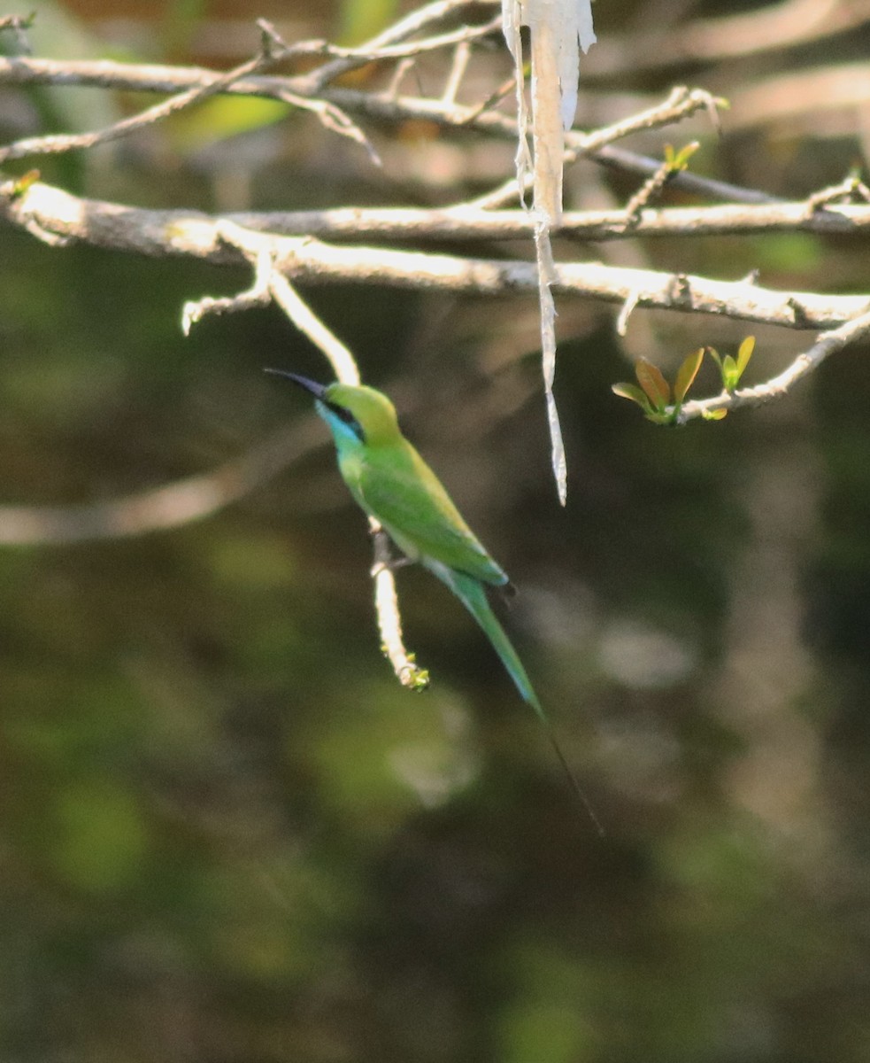 Asian Green Bee-eater - Afsar Nayakkan