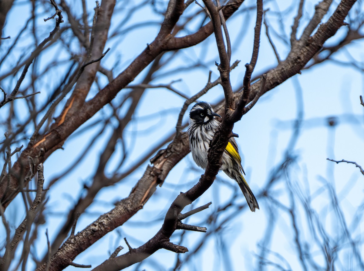 New Holland Honeyeater - ML622090128