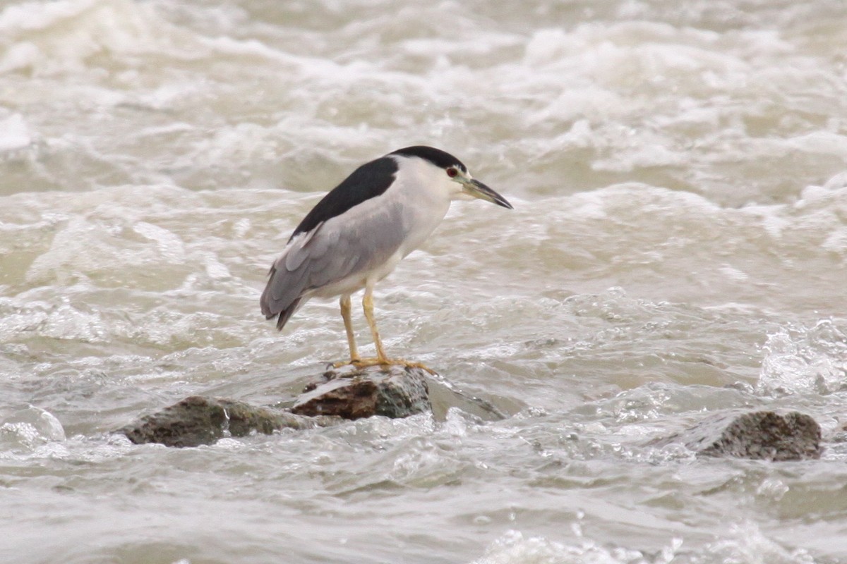 Black-crowned Night Heron - ML622090189