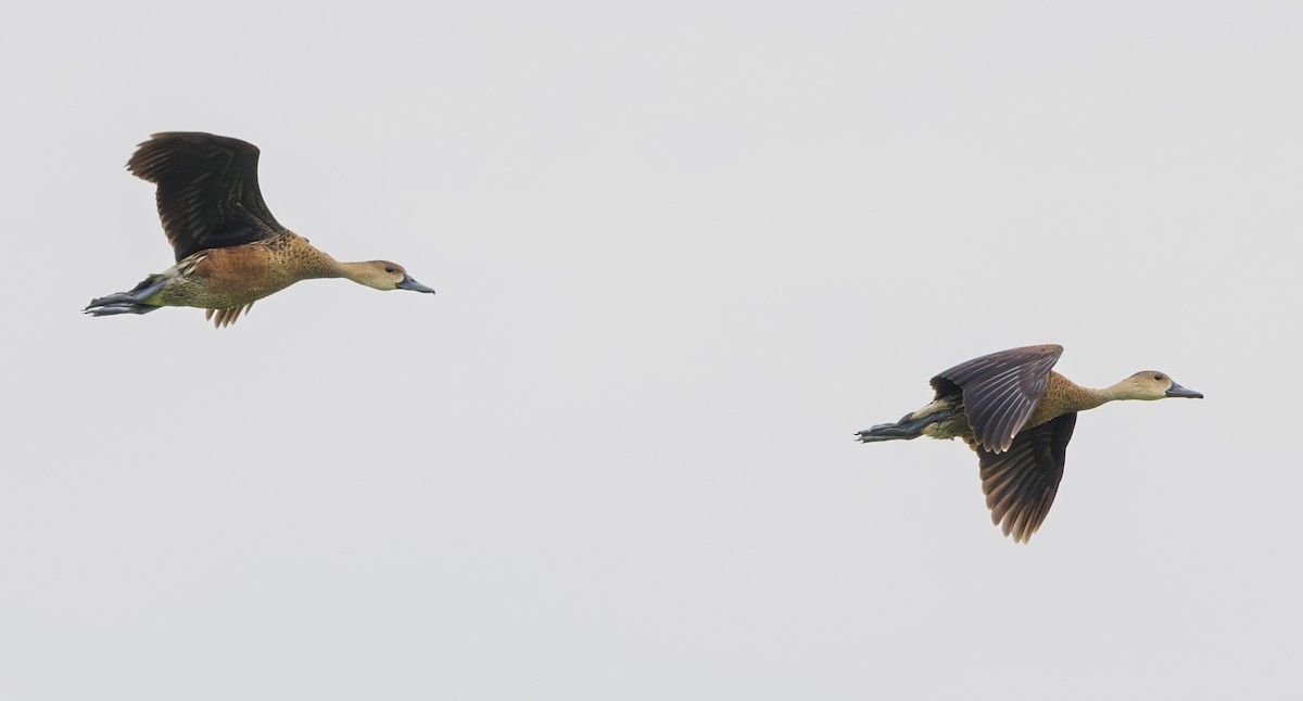 Wandering Whistling-Duck - ML622090195