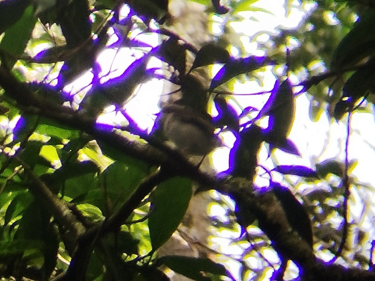 Pied Shrike-Babbler - ML622090209