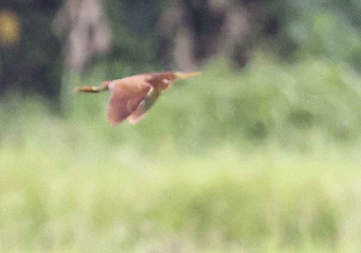 Cinnamon Bittern - ML622090221